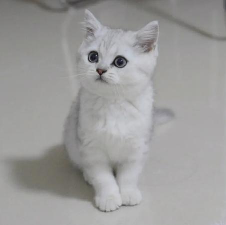 折耳猫银渐层多少钱一只缩略图
