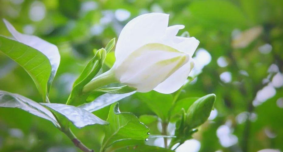 栀子花是什么样的游戏截图