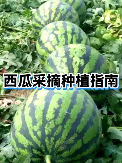 西瓜产地联系方式游戏截图