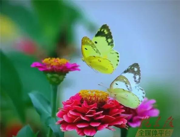 十首绝美宋词蝶恋花缩略图