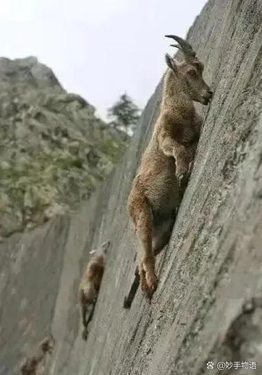 《ClimberAnimals》动物攀爬缩略图