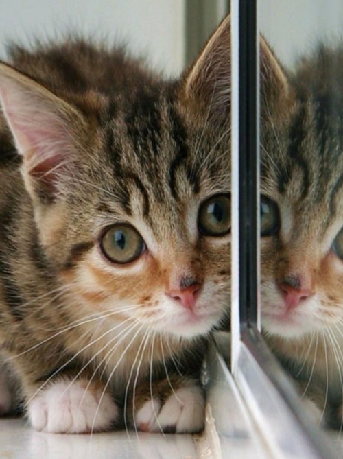 领养小猫缩略图