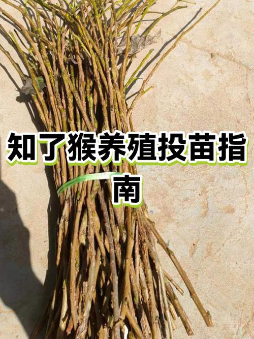 金蝉养殖技术方法缩略图