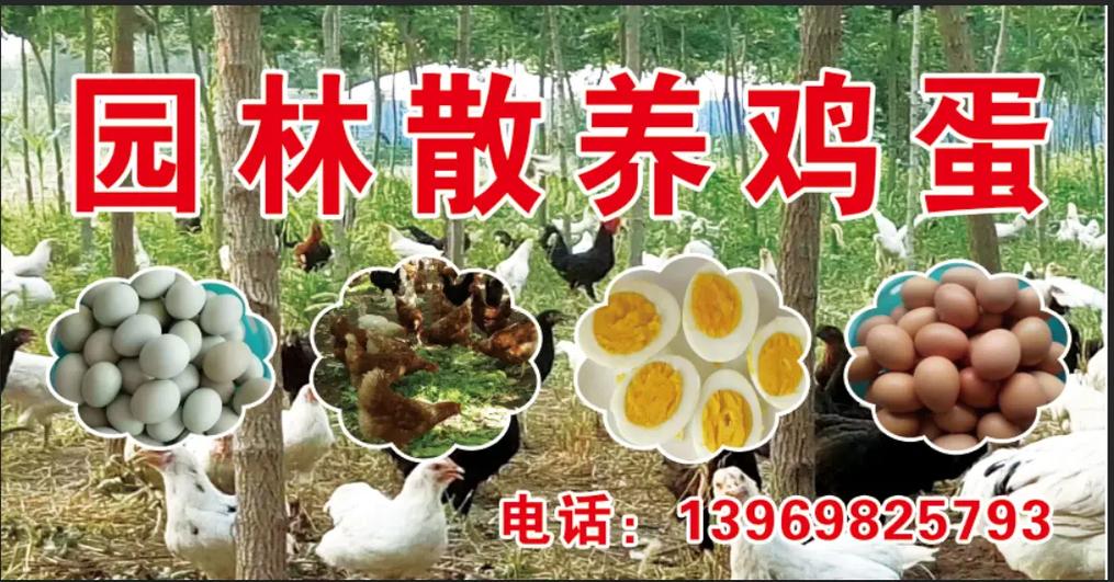 卖自己散养大公鸡的广告语缩略图