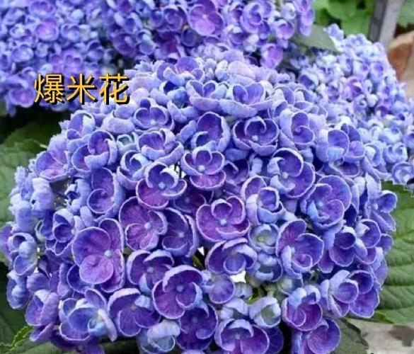 绣球花多少钱一盆游戏截图