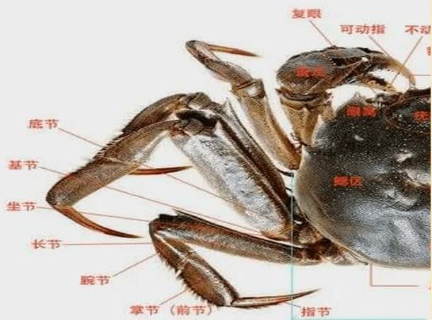 螃蟹多少只脚缩略图