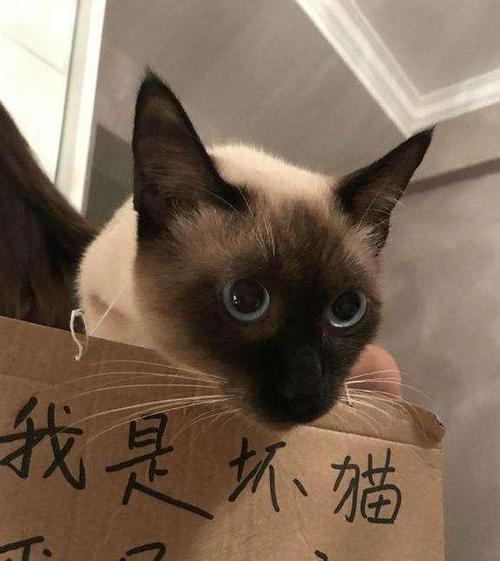 如何有效惩罚猫咪缩略图