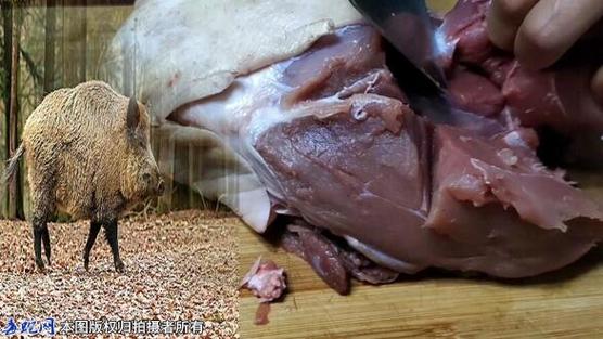 野猪肉骚臭味怎么去除缩略图