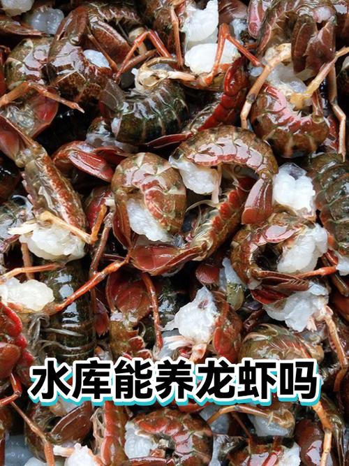 小龙虾养殖水深多少为宜缩略图