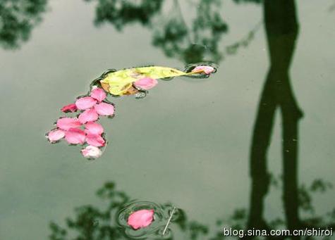 落花流水唱的什么意思缩略图
