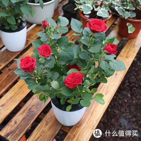 玫瑰养殖方法和注意事项缩略图