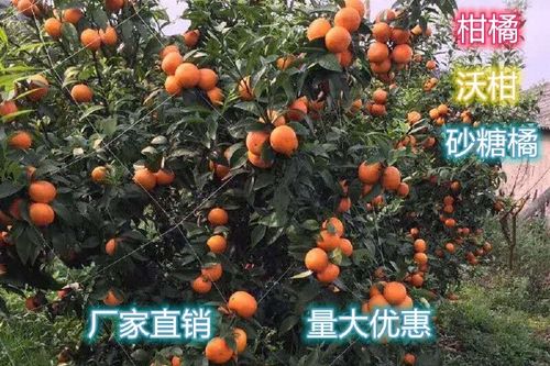 柑橘网缩略图
