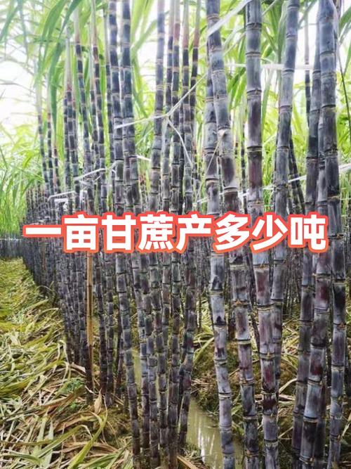 甘蔗的亩产量是多少公斤缩略图