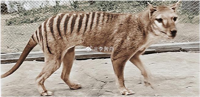 袋狼的故事缩略图