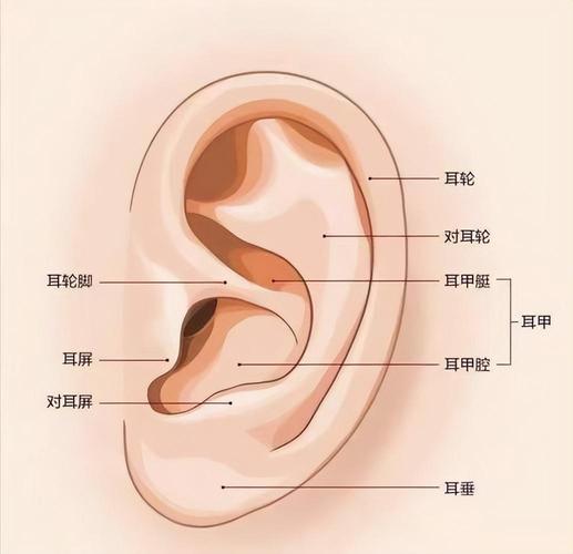 说话耳朵嗡嗡响是怎么回事?缩略图