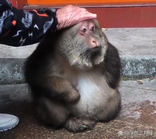 猴子文案短句干净缩略图