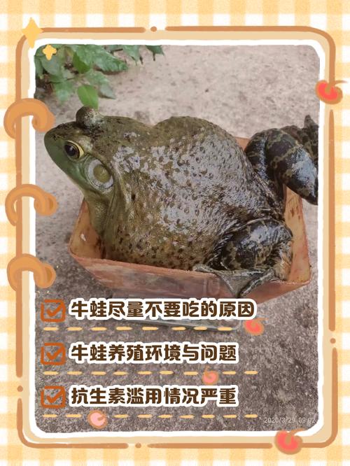 养牛蛙的利润与成本缩略图