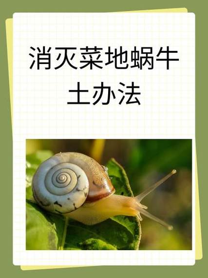 蜗牛的养殖方法缩略图