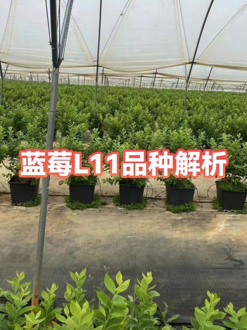 云南蓝莓L11和L25区别缩略图