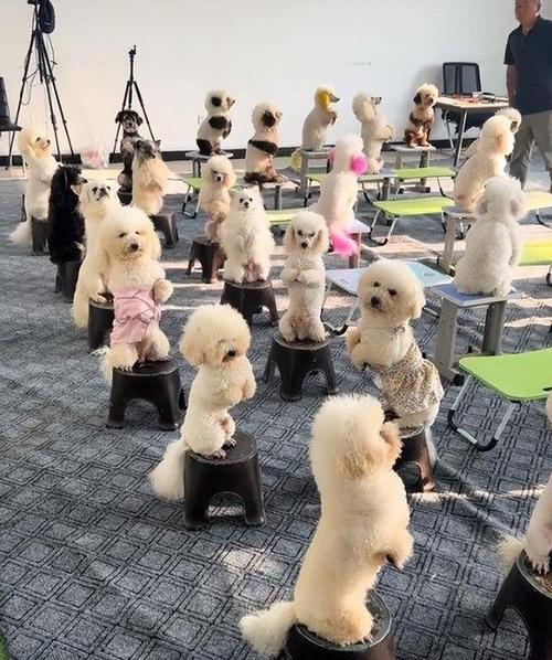 狗托管一般多少钱缩略图