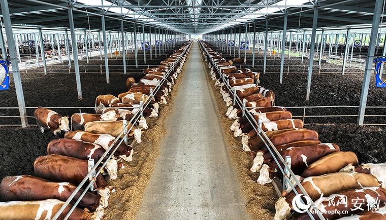 2020年养殖肉牛前景游戏截图