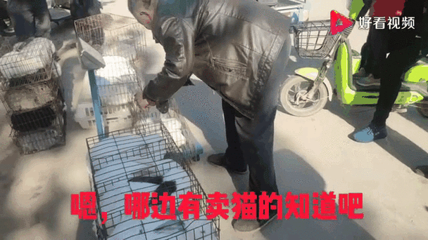 兔子收购多少钱一斤游戏截图