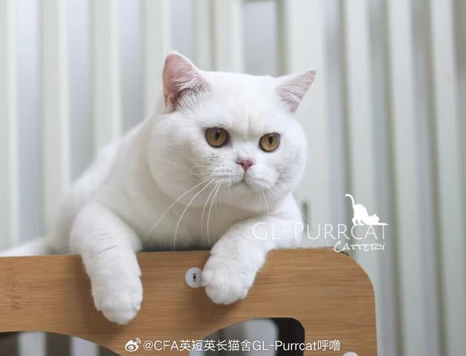 纯白英短多少钱一只缩略图