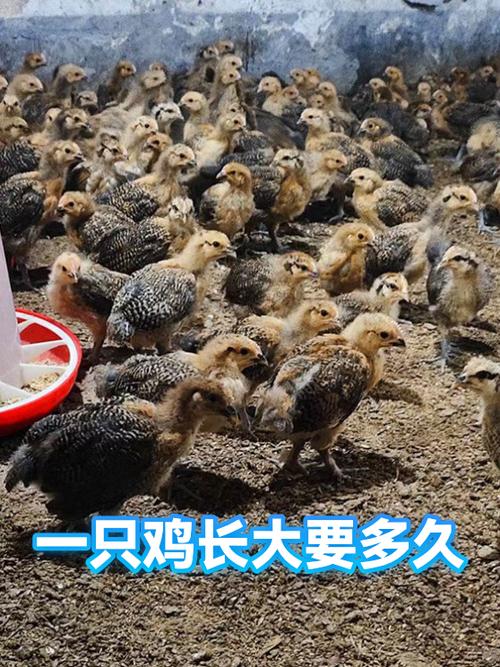 一只小鸡长大要几个月缩略图
