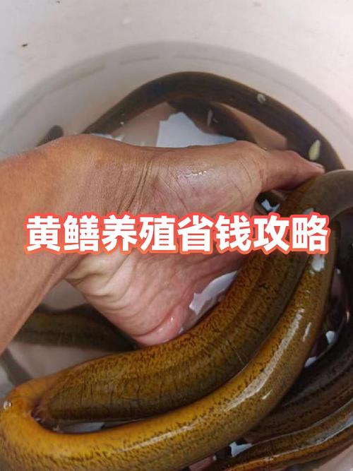 黄鳝养殖一亩成本缩略图