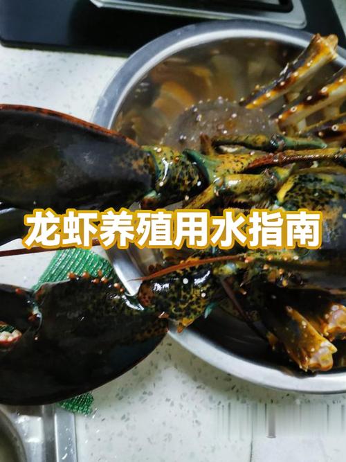淡水小龙虾养殖方法缩略图