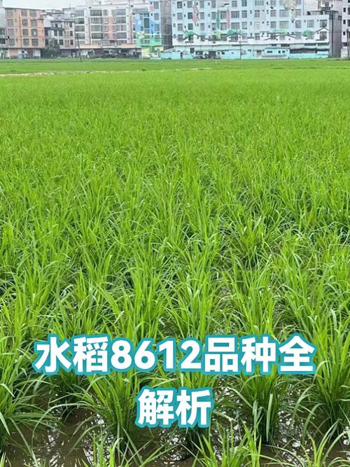 Q优11号水稻种游戏截图