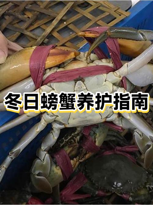 螃蟹好养吗缩略图