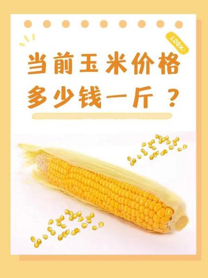 现在玉米多少钱一斤缩略图