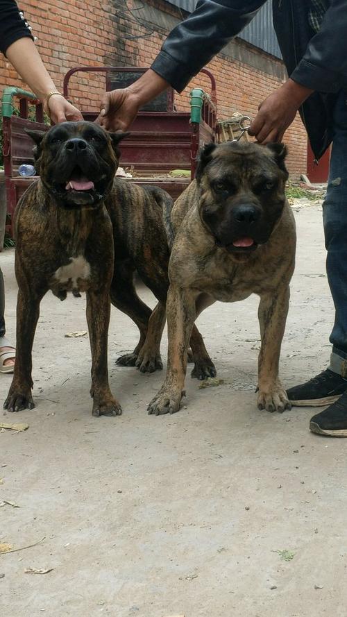 20种猛犬的图片缩略图