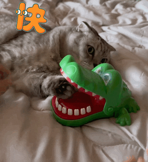 猫叫声播放吓老鼠循环缩略图