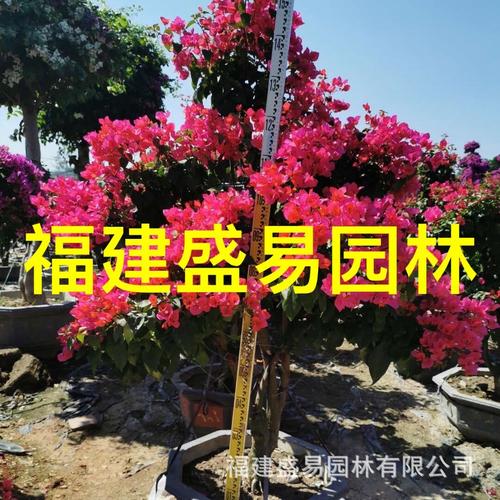 紫花平台靠谱吗游戏截图