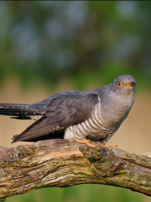 布谷鸟又叫游戏截图