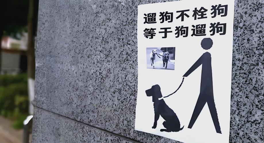 狗狗不让牵绳怎么办缩略图