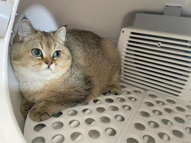 金渐层猫的图片大全缩略图