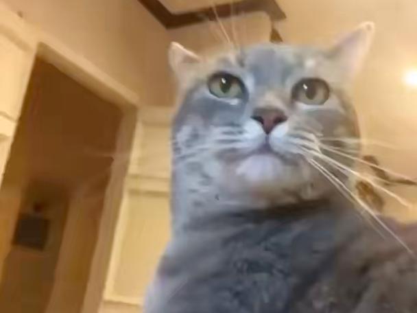 猫咪在线短视频观看缩略图