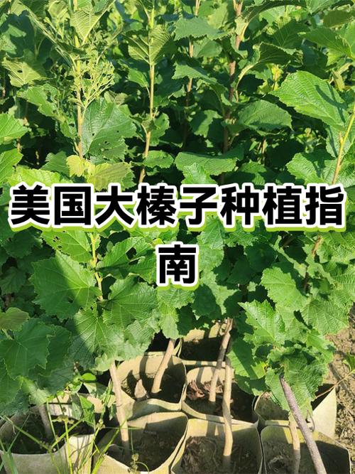 榛子科技缩略图