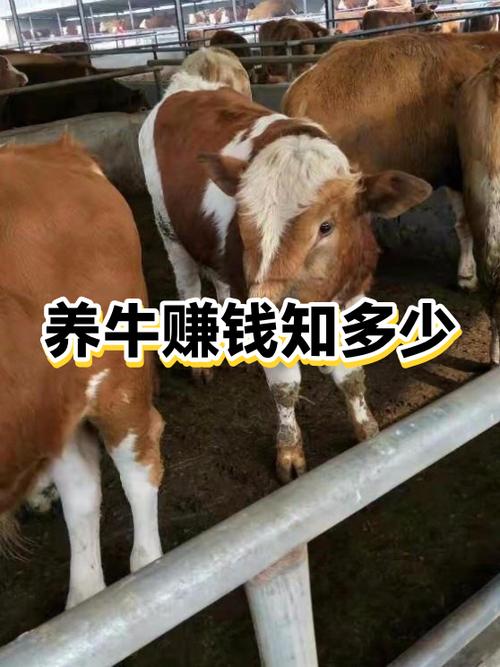 全民养牛谁赚钱了缩略图