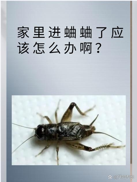 蛐蛐进家了要警惕四种病缩略图