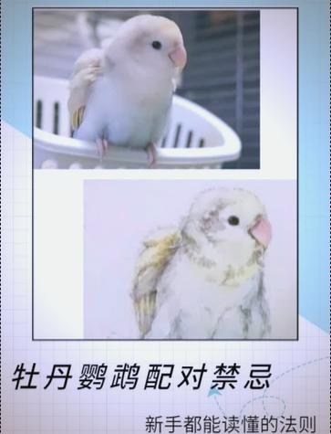 牡丹鹦鹉配对色系表缩略图