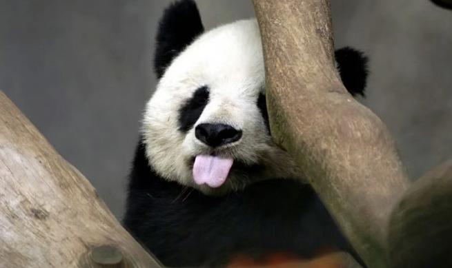 熊猫头甩舌头的表情包缩略图