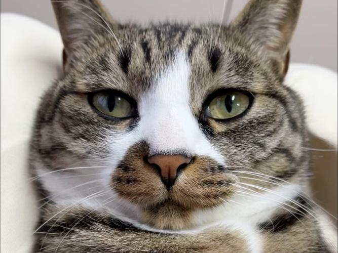 猫猫坏 猫猫坏 玩猫猫图标