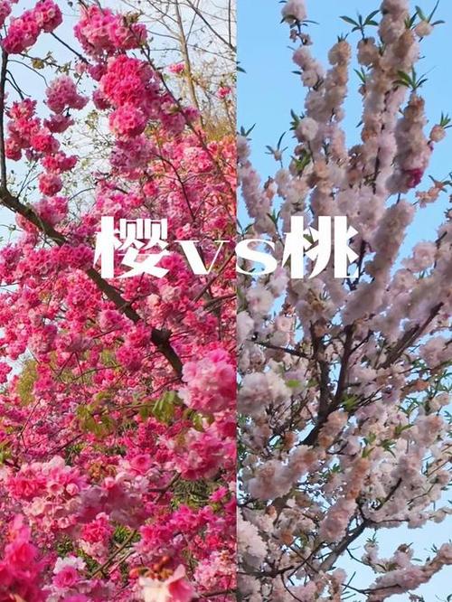 桃花 樱花游戏截图