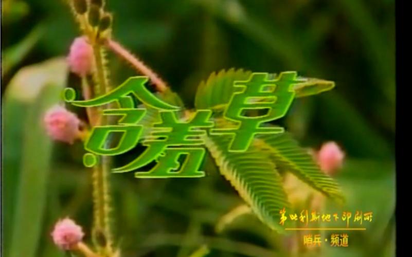 电视剧 含羞草缩略图