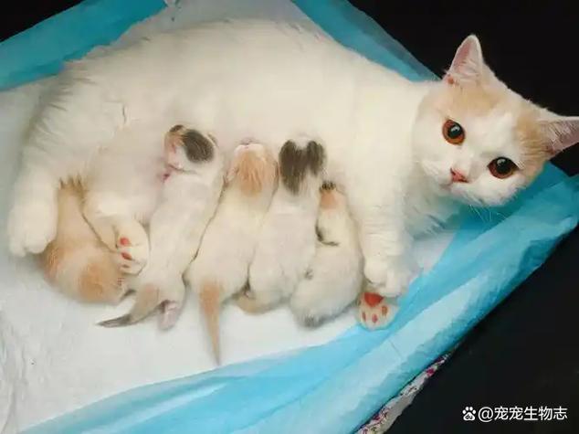 母猫怀孕被公猫骑还会再怀孕吗游戏截图