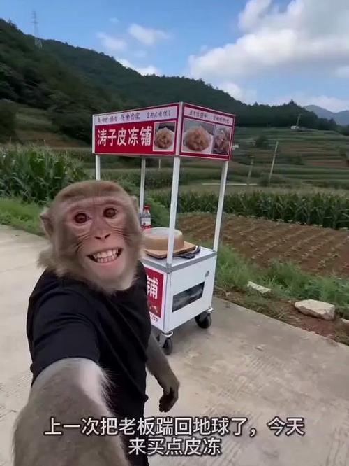 我想买只猴子在哪里买缩略图